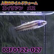 ベタ　ワイルド　メス　エイリアン　08F0122-027　熱帯魚　生体_画像2