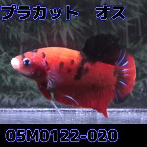 be tap la cut male koi color 05M0122-020 organism tropical fish 