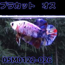 ベタ　プラカット　オス　ファンシー　05M0122-026　生体　熱帯魚_画像1