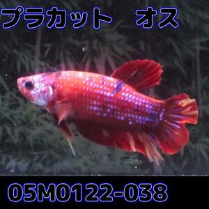 ベタ　プラカット　オス　コイカラー　05M0122-038　生体　熱帯魚