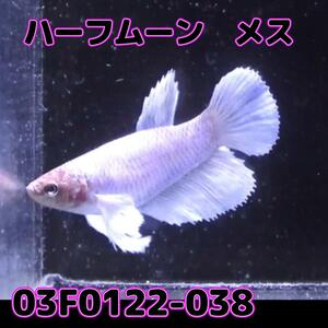 ベタ　ショーベタ　メス　ダンボ　03F0122-038　ハーフムーン　熱帯魚　生体