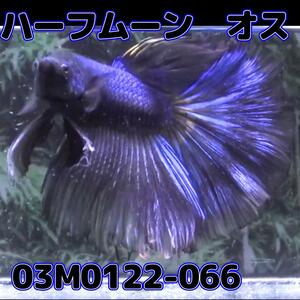 ベタ　ショーベタ　オス　ファンシー　03M0122-066　ハーフムーン　生体　熱帯魚