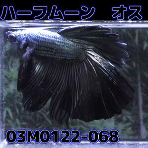 ベタ ショーベタ オス ブラックカッパー 03M0122-068 ハーフムーン 生体 熱帯魚の画像1