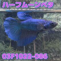 【売尽しSALE】 ベタ　ショーベタ　メス　グリーン　03F1022-086　ハーフムーン　熱帯魚　生体　2480→1780_画像2