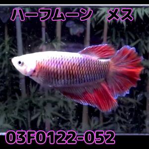 ベタ　ショーベタ　メス　03F0122-052　ハーフムーン　熱帯魚　生体