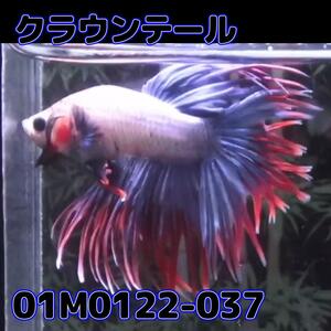 ベタ　クラウンテール　オス　01M0122-037　熱帯魚　生体