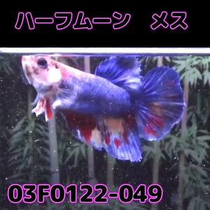 ベタ　ショーベタ　メス　03F0122-049　ハーフムーン　熱帯魚　生体