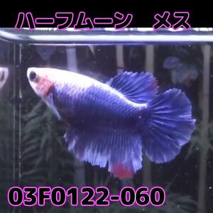 ベタ　ショーベタ　メス　03F0122-060　ハーフムーン　熱帯魚　生体