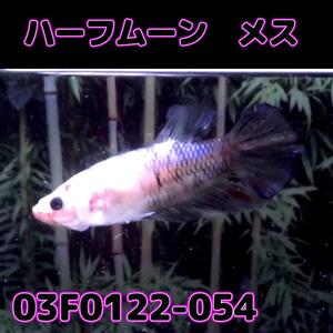 ベタ　ショーベタ　メス　03F0122-054　ハーフムーン　熱帯魚　生体