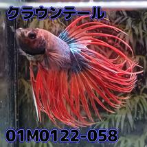 ベタ　クラウンテール　オス　01M0122-058　熱帯魚　生体_画像3