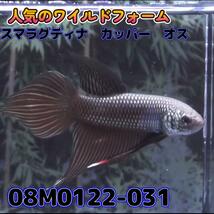 ベタ　ワイルド　オス　スマラグディナカッパー　08M0122-031　 熱帯魚　生体_画像2