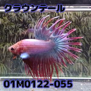 ベタ　クラウンテール　オス　01M0122-055　熱帯魚　生体