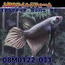 ベタ　ワイルド　オス　スマラグディナカッパー　08M0122-031　 熱帯魚　生体_画像4