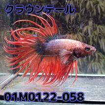 ベタ　クラウンテール　オス　01M0122-058　熱帯魚　生体_画像2