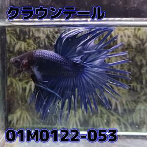 ベタ　クラウンテール　オス　01M0122-053　熱帯魚　生体