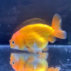 【新春セール】　ランチュウ　約9cm±　タイ産　1点物　雌雄の指定不可　らんちゅう　金魚　生体