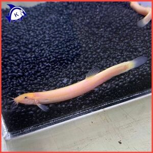 hidojouS size approximately 3-6cm± 1 pcs * female male. . designation un- possible Japan freshwater fish river fish 