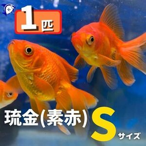 【新春セール】　琉金　赤　リュウキン　Sサイズ　約6ｃｍ　1匹　金魚　※カラー/ 雌雄の指定不可　798円→498円