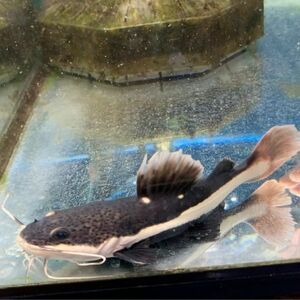 熱帯魚　レッドテールキャットフィッシュ　ベビー　約5-10cm±　※雄雌のご指定不可