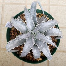 ディッキア Dyckia macedoi white clone_画像1