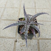 ディッキア Dyckia braunii x ('White Whiskers' x TC BBB) _画像1