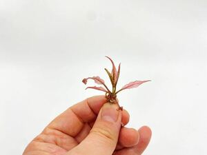  Cryptocoryne wenti pink 1 stock less pesticide Sune -ru none 