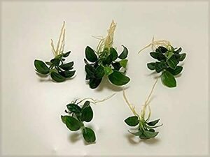 無農薬　スネールなし　アヌビアス　ナナ　プチ　5株　【　増やし方　水温　株分け　植え方　流木　】