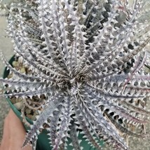 【送料無料】Dyckia Bare Bones ディッキア　ベアボーンズ　群生（Bear ベアーシリーズ Bryan Chan ブライアン・チャン）_画像6