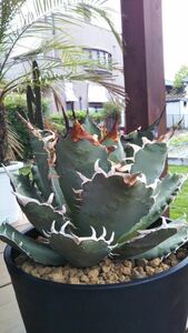 アガベ　チタノタ　オテロイ　agave titanota oteroi アメリカ輸入　多肉植物2