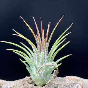 Tillandsia ionantha fire major ex.Jan チランジア イオナンタ ファイアーメジャー ティランジア ブロメリア