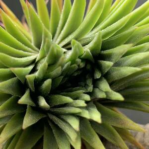 Tillandsia 'Pachara Predator' チランジア パチャラプレデター ionantha イオナンタ ティランジア ブロメリア