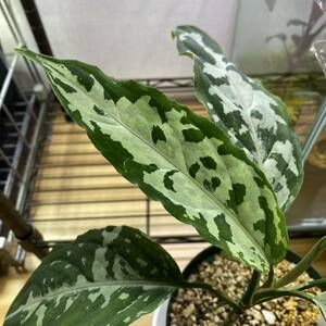 Aglaonema pictum AP Aceh Sumatra LA1115-02j アグラオネマ ピクタム アルゲンタム LA便 アチェ スマトラ　