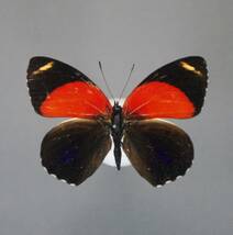 似て非なるウズマキタテハ2種　Peru蝶標本_画像4