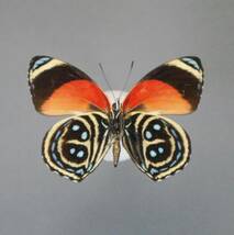 似て非なるウズマキタテハ2種　Peru蝶標本_画像5
