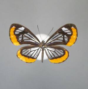 キベリホソバシジミタテハ♂　Peru蝶標本
