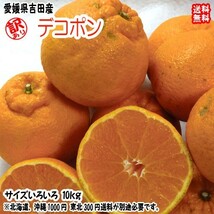 デコポン 不知火 訳あり 10kg サイズフリー 約26~50個 愛媛 宇和島 吉田産 送料無料 北海道・沖縄・東北は別途送料_画像1