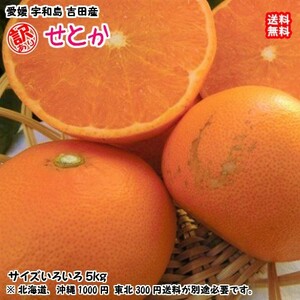 せとか 訳あり 5kg 11~27個 サイズフリー 愛媛 宇和島 吉田産 農地から直送 送料無料 北海道・沖縄・東北は別途送料 宇和海の幸問屋