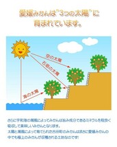 デコポン 不知火 訳あり 10kg サイズフリー 約26~50個 愛媛 宇和島 吉田産 送料無料 北海道・沖縄・東北は別途送料_画像10