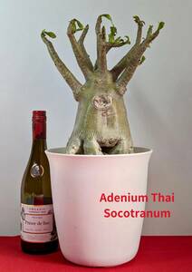 塊根植物　アデニウム　タイソコトラナム　Adenium Thai socotranum　重量級　スーパーオクトパス　7号ポット　No153