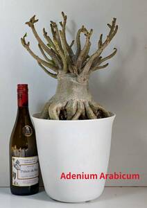 塊根植物　アデニウム アラビカム　Adenium arabicum　スーパーオクトパス　砂漠のバラ　7号ポット　No152