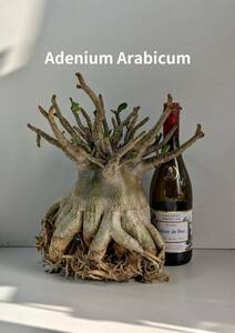 塊根植物　アデニウム アラビカム　adenium arabicum　コーデックス　10号ポット　スーパーオクトパス　No169