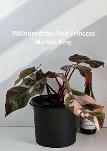 希少品種　美斑入り　フィロデンドロン　ピンクプリンセス　マーブルキング　Philodendron pink princess　marble king 　No.131