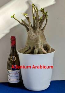 塊根植物　アデニウム アラビカム　adenium arabicum　重量級　コーデックス　オクトパス　7号ポット　No182