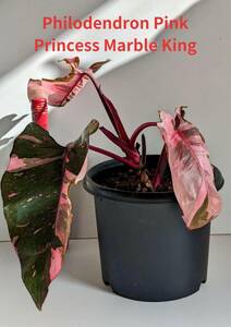 希少品種　美斑入り　フィロデンドロン　ピンクプリンセス　マーブルキング　Philodendron pink princess　marble king　No181