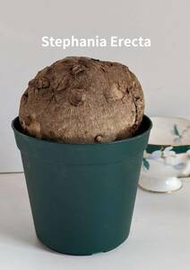 塊根植物　 stephania erecta　ステファニア　エレクタ　コーデックス　No179