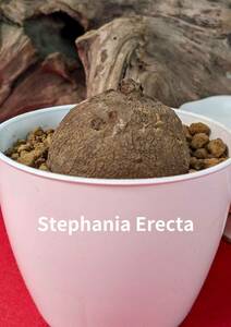 塊根植物　 stephania erecta　ステファニア　エレクタ　コーデックス　No198