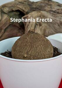 塊根植物　 stephania erecta　ステファニア　エレクタ　コーデックス　No197