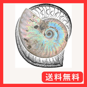 SCIENCE 化石標本Ammonite Rainbow Iridescent Fossil「アンモナイト・レインボーの