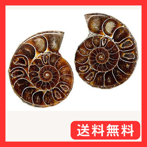 SCIENCE 化石標本Pair Ammonites fossils「アンモナイト（ペア）の化石（Ammonites／頭