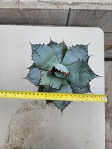 [ 特選 ] 大株 アガベ チタノタ ライオンズメーン 　[ 発根済み ] 5号 Agave titanota Lion's Mane カリフォルニア産_画像4